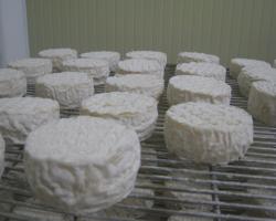 fromages en cours d'affinage